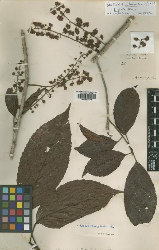 Elaeocarpus glaber Blume - BM000795249