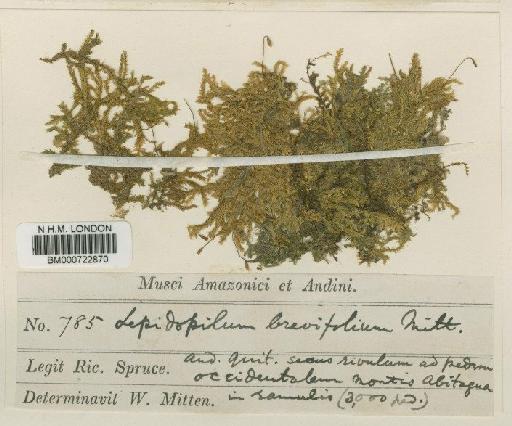 Lepidopilum brevifolium Mitt. - BM000722870