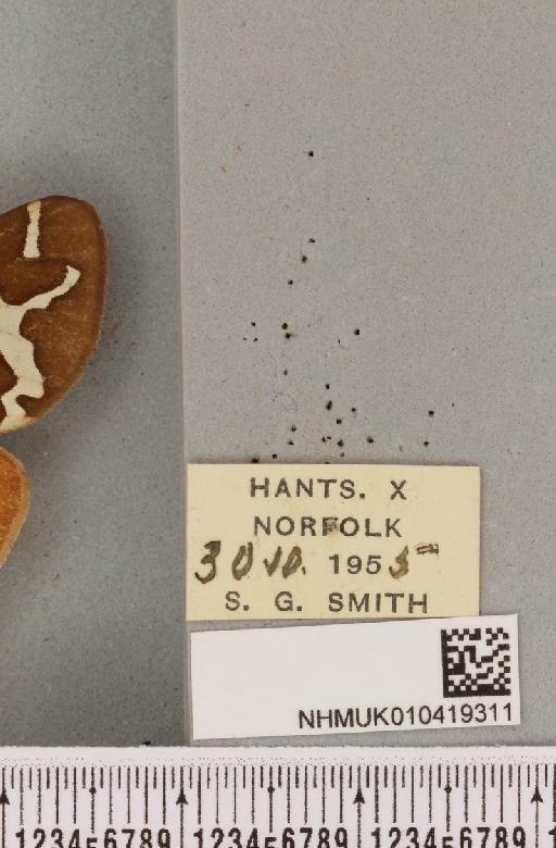 Arctia caja (Linnaeus, 1758) - NHMUK_010419311_label_532201