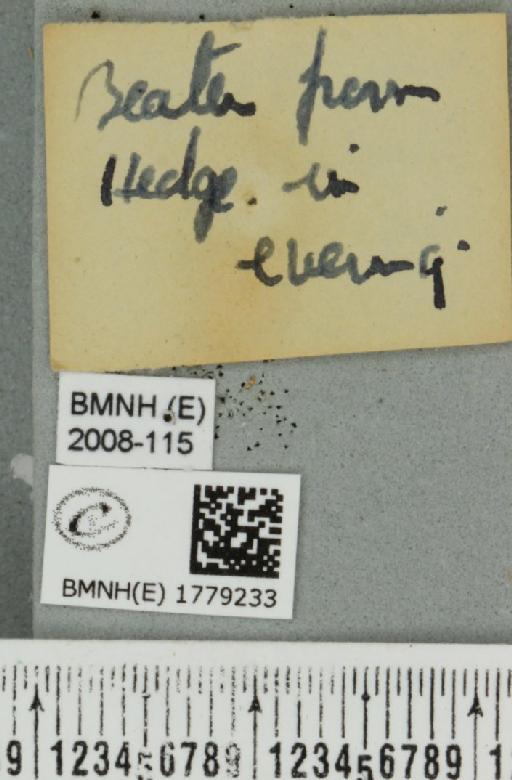 Dysstroma truncata truncata (Hufnagel, 1767) - BMNHE_1779233_a_label_349278