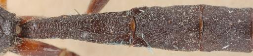 Xylonomus rusticus Desvignes, 1856 - 015214900_Xylonomus rusticus_lectotype_T2