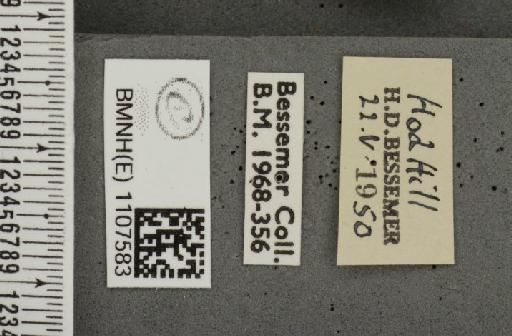 Euphydryas aurinia ab. ligata Caruel, 1944 - BMNHE_1107583_label_18836