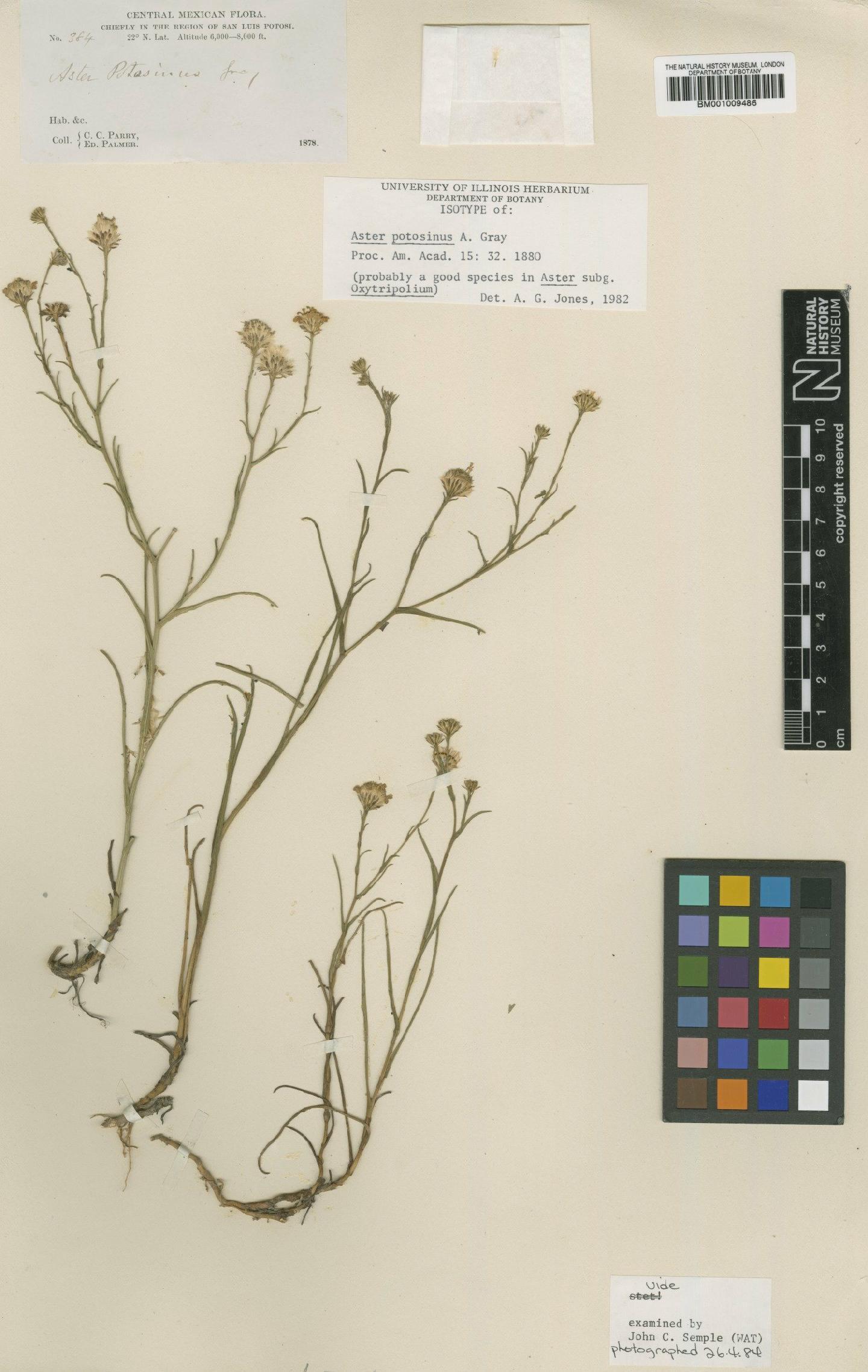 To NHMUK collection (Aster potosinus Gray; Isotype; NHMUK:ecatalogue:611200)