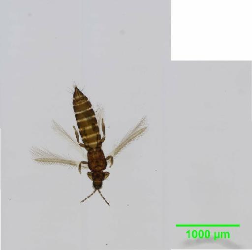 Thrips atratus Haliday, 1836 - 010156006__2015_12_11-1