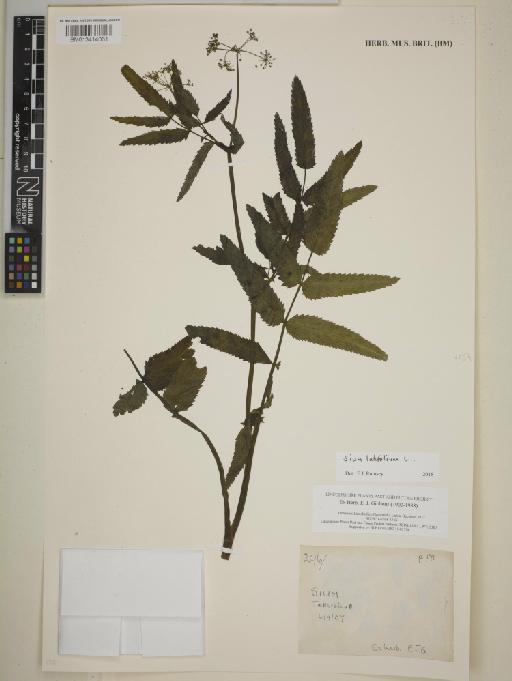 Sium latifolium L. - BM013414061