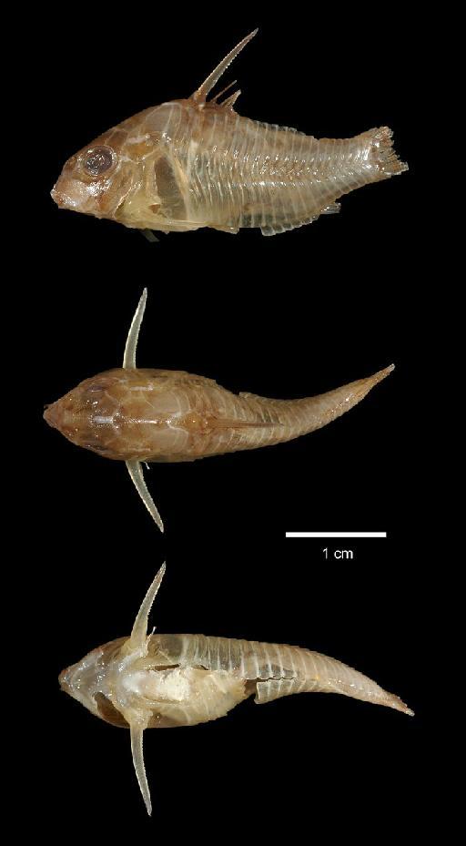 Corydoras melanistius brevirostris Fraser-Brunner, 1947 - 1946.10.10.1; Corydoras melanistius brevirostris; type; ACSI Project image