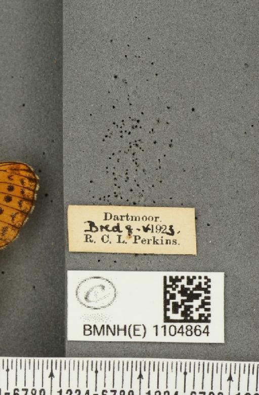 Boloria euphrosyne Linnaeus, 1758 - BMNHE_1104864_label_16389