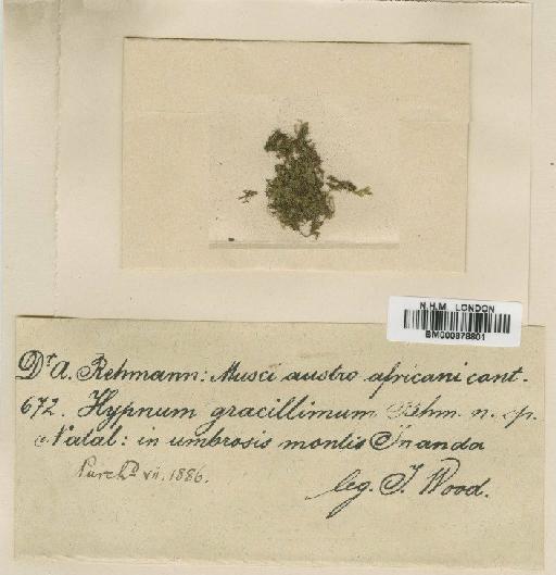 Isopterygium leucophanes (Müll.Hal.) A.Jaeger - BM000878801