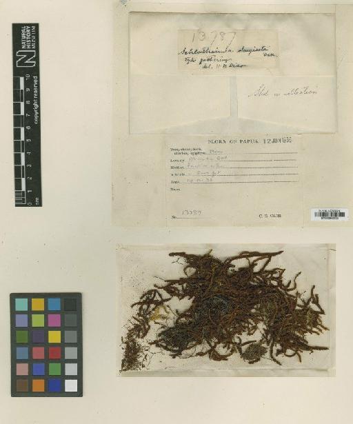 Schlotheimia longiseta Dixon - BM000982853