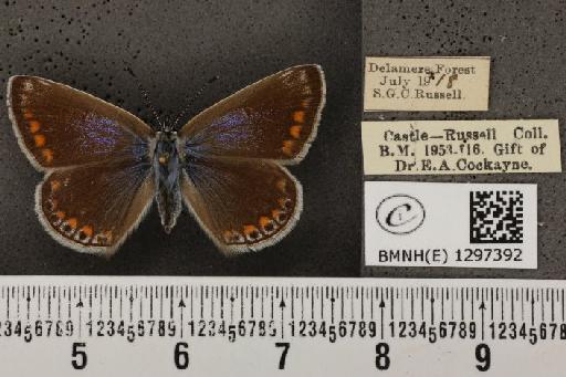 Polyommatus icarus icarus ab. polyphemus Esper, 1779 - BMNHE_1297392_147782