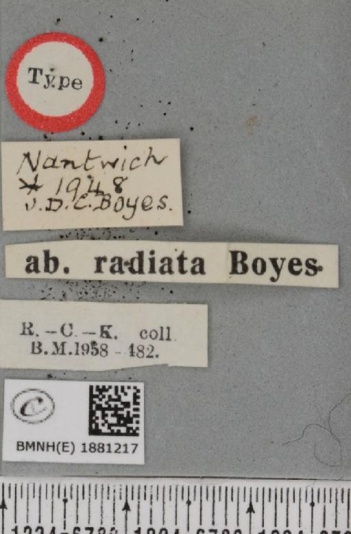 Selenia dentaria ab. radiata Boyes, 1950 - BMNHE_1881217_label_446566