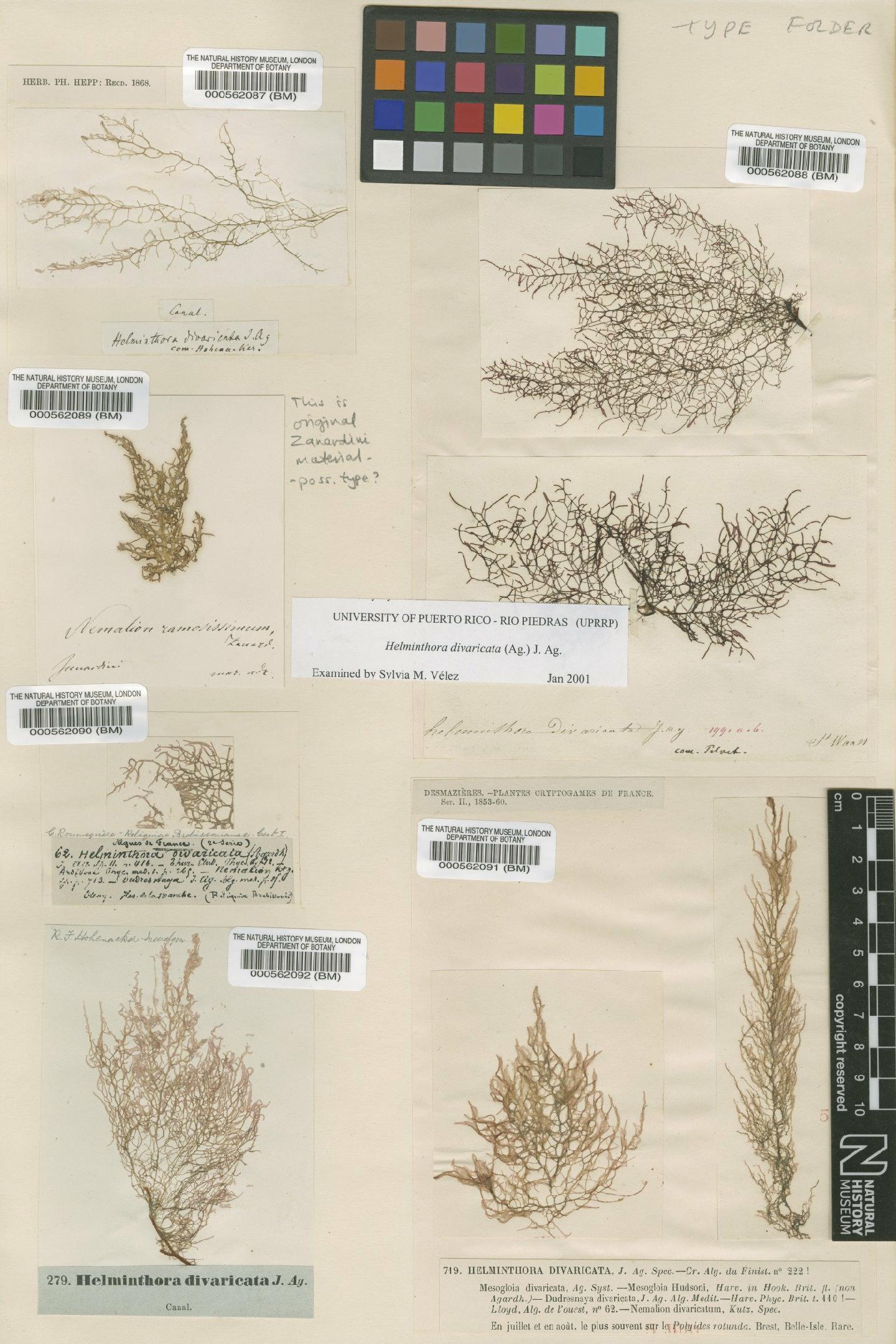 To NHMUK collection (Helminthora divaricata (C.Agardh) J.Agardh; TYPE; NHMUK:ecatalogue:4858863)