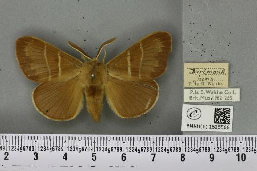 Macrothylacia rubi (Linnaeus, 1758) - BMNHE_1525566_196167