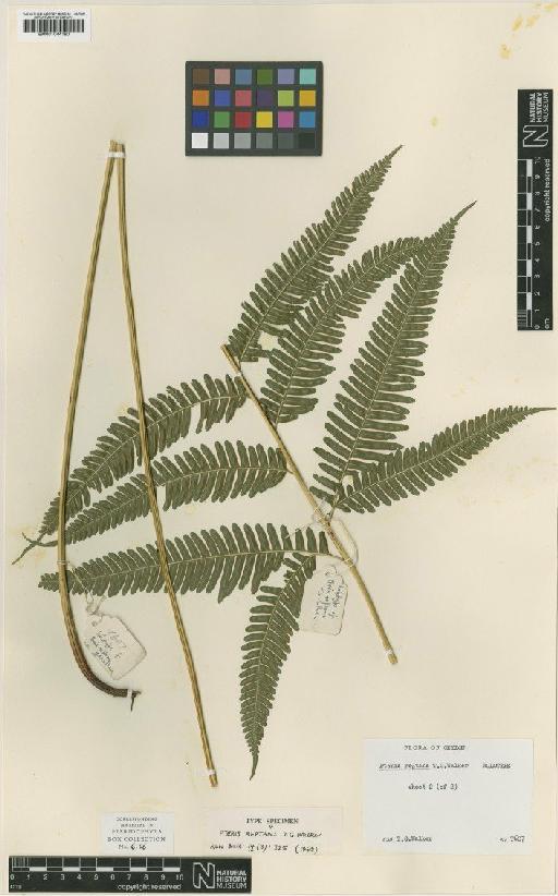 Pteris reptans T.G.Walker - BM001044180