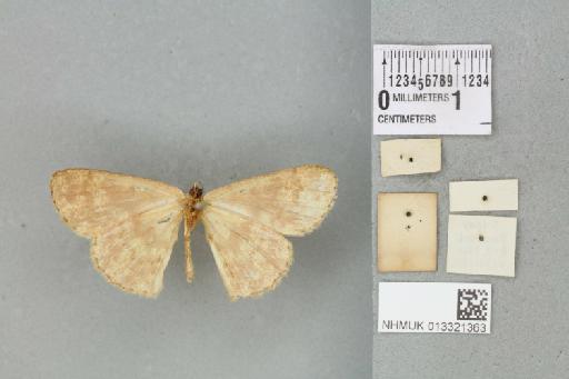 Mesotrophe alienaria (Walker, 1863) - 013321363_reverse