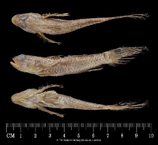 Parachaeturichthys nov.sp. Jaafar & Larson - BMNH 1922.2.9.27, Gobius polynema