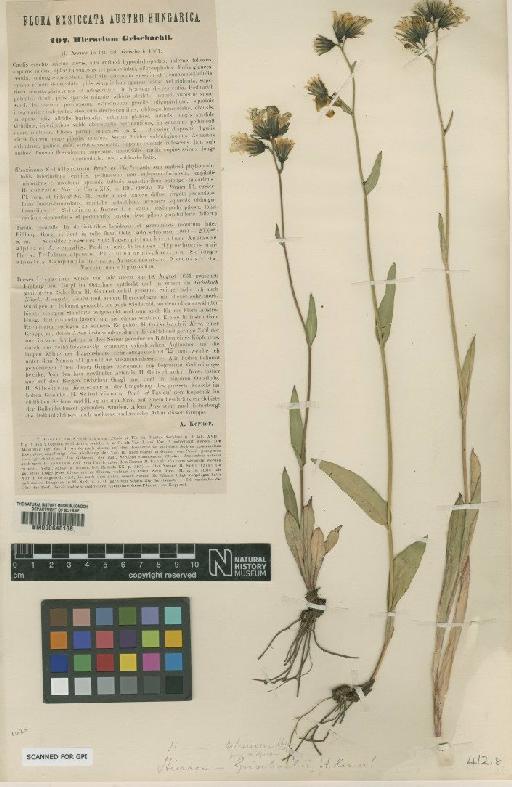 Hieracium sparsum subsp. grisebachii Zahn - BM000648168