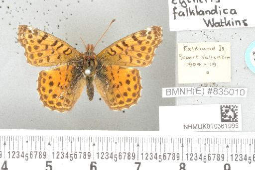 Yramea cytheris cytheris (Drury, 1773) - NHMUK010361995_Yramea_cytheris_ cytheris_ (Drury, 1773)_PLT_upperside