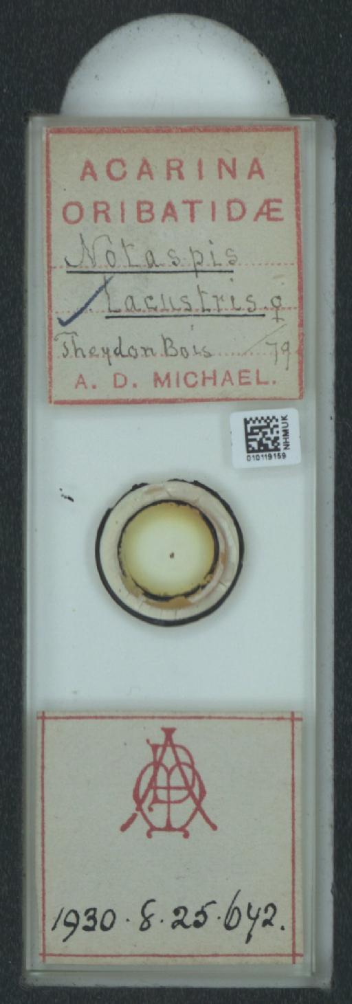 Notaspis lacustris A.D. Michael, 1882 - 010119159_128160_548222
