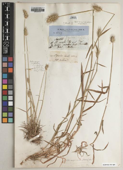 Echinopogon caespitosus C.E.Hubb. - BM013767126