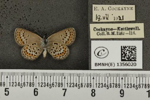 Plebejus argus argus ab. costajuncta Tutt, 1909 - BMNHE_1356020_153649