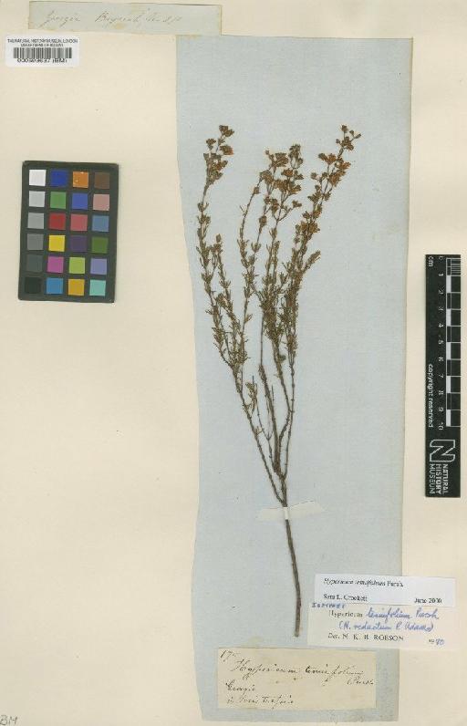 Hypericum tenuifolium Pursh - BM000593637