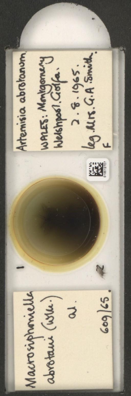 Macrosiphoniella abrotani Walker, 1852 - 010012707_112658_1094710