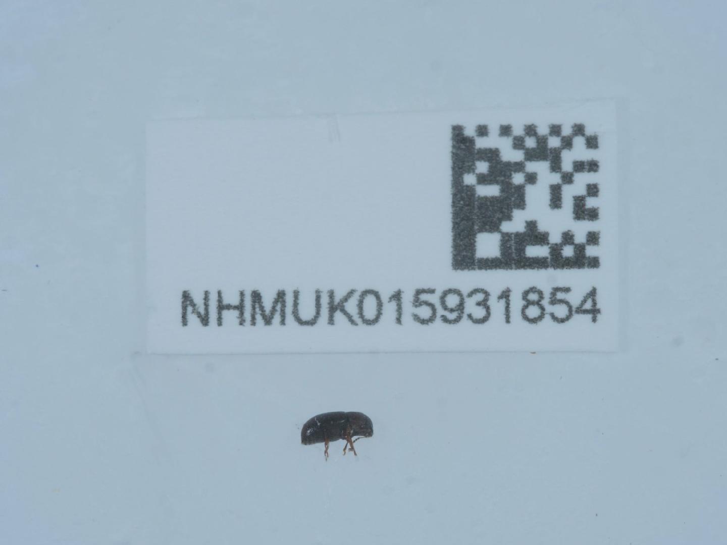 Octotemnus glabriculus thumbnail