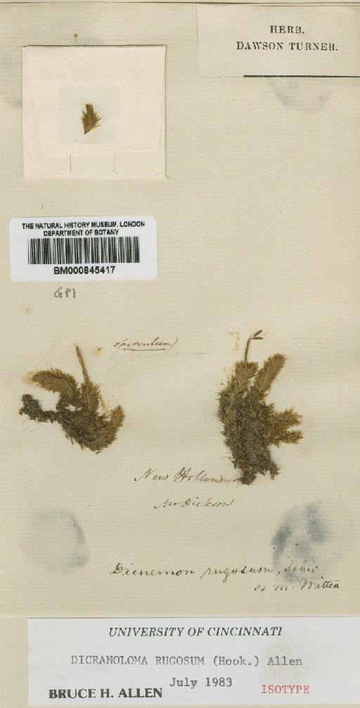 Dicranoloma rugosum (Hook.) B.H.Allen - BM000845417