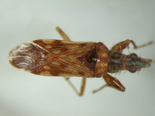 Pamerana scotti Distant - Hemiptera: Pamsco