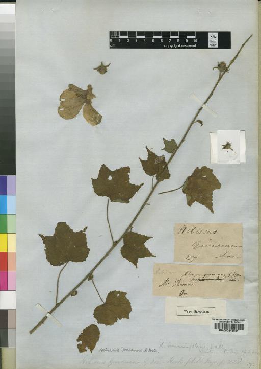 Hibiscus donianus Dietr - BM000645504