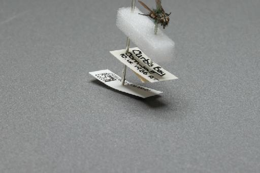 Sarcophaga (Myorhina) nigriventris Meigen, 1826 - 015091657_additional_4