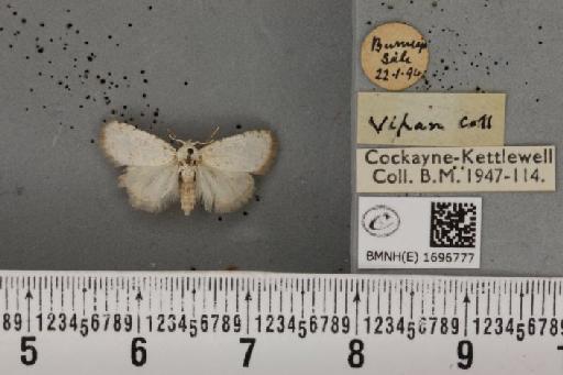 Nola aerugula ab. alfkeni Warnecke, 1938 - BMNHE_1696777_293100