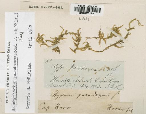 Brachythecium paradoxum (Hook.f. & Wilson) A.Jaeger - BM000851314