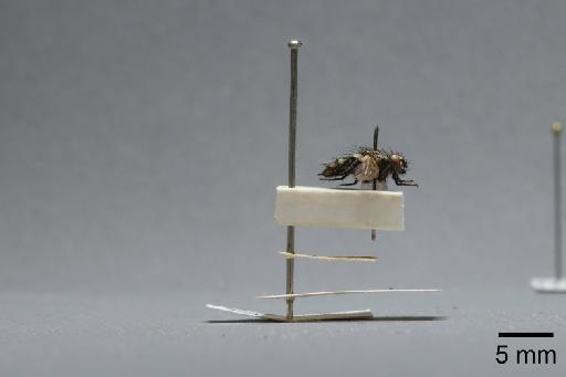 Sarcophaga (Myorhina) nigriventris Meigen, 1826 - 015092562_lateral