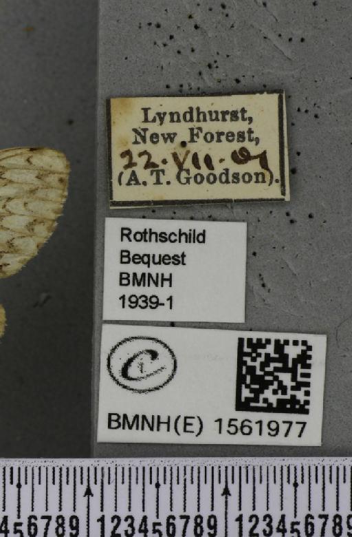 Lymantria monacha (Linnaeus, 1758) - BMNHE_1561977_label_251677