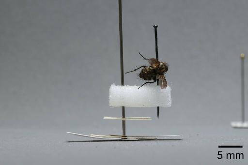 Sarcophaga (Myorhina) nigriventris Meigen, 1826 - 015092503_lateral