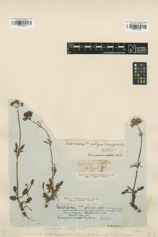 Valeriana globulariifolia Ramond - BM001134439