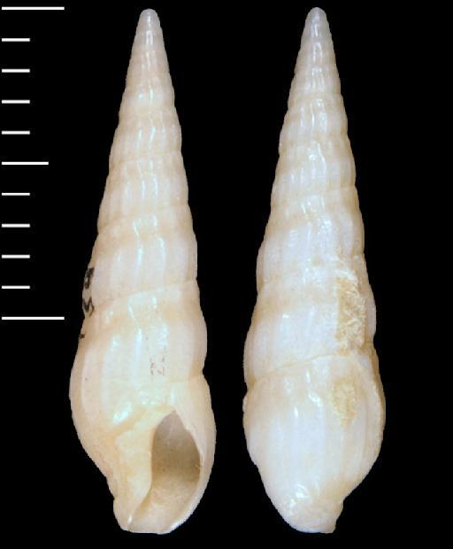 Myurella capensis E. A. Smith, 1873 - 19790139/1