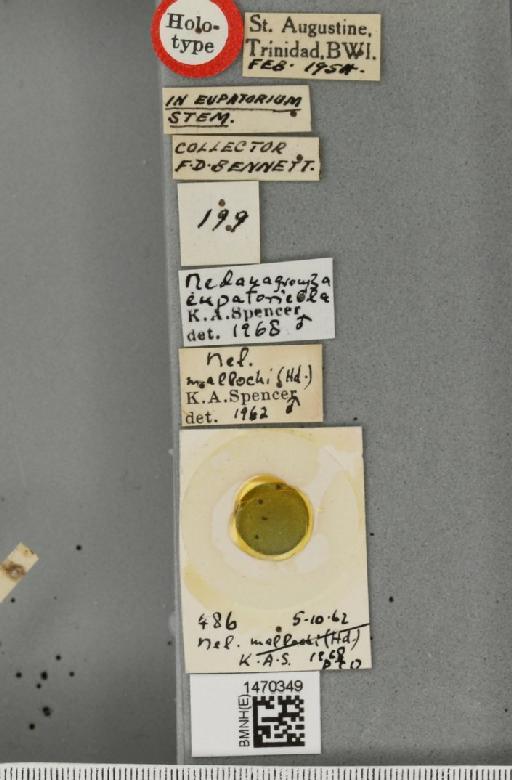 Melanagromyza eupatoriella Spencer, 1973 - BMNHE_1470349_label_60121