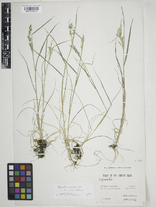 Agrostis vinealis Schreb. - 015148083