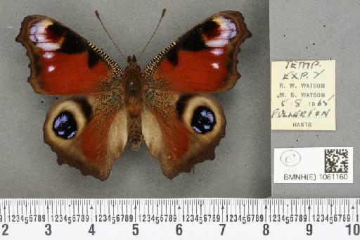 Aglais io (Linnaeus, 1758) - BMNHE_1061160_21661