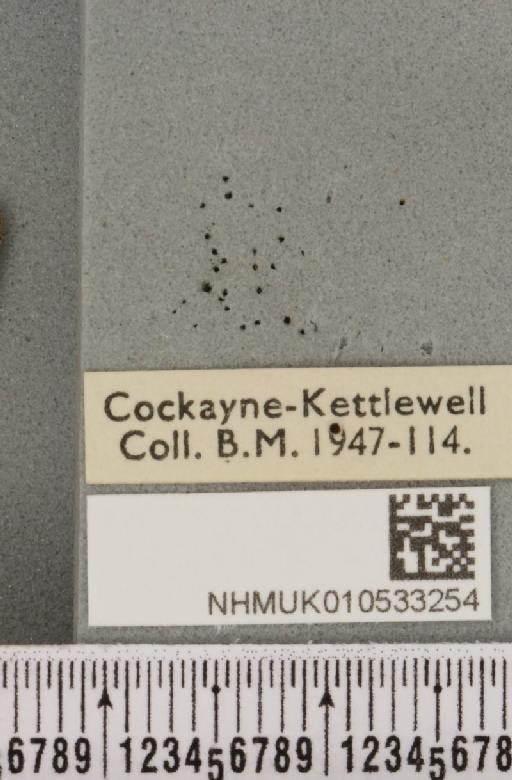 Charanyca trigrammica ab. obscura Tutt, 1891 - NHMUK_010533254_label_587402