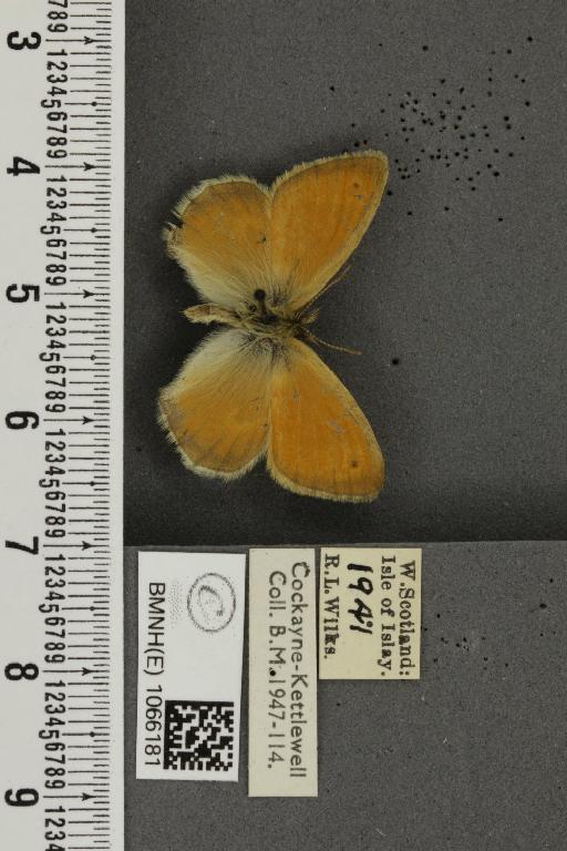 Coenonympha pamphilus (Linnaeus, 1758) - BMNHE_1066181_27609