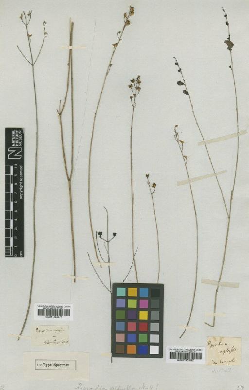 Gerardia aphylla Nutt. - BM001025128