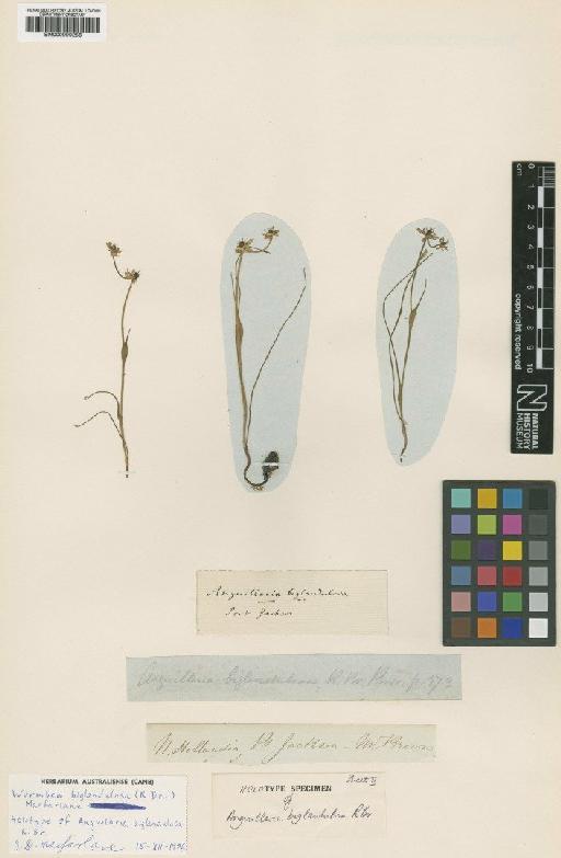 Wurmbea biglandulosa (R.Br.) T.D.Macfarl. - BM000990258