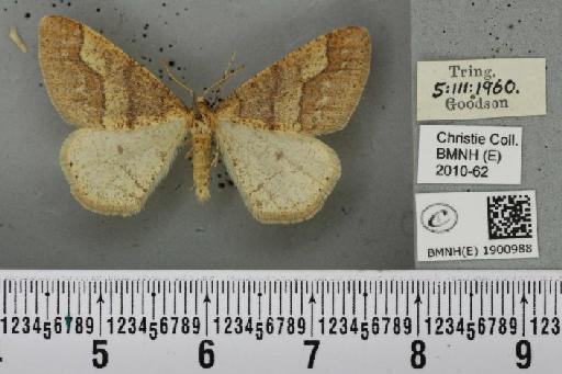 Agriopis marginaria (Fabricius, 1777) - BMNHE_1900988_465699