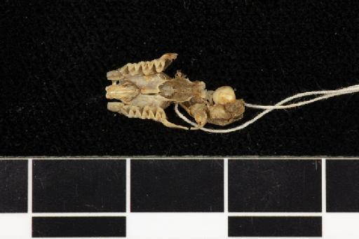 Rhinolophus aurantius Gray, 1845 - 1845_5_13_3-Rhinolophus_aurantius-Holotype-Skull-occlusal