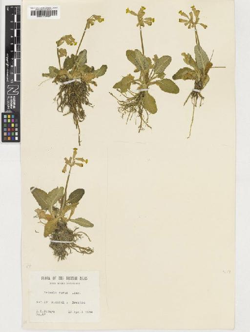 Primula veris L. - BM001036547