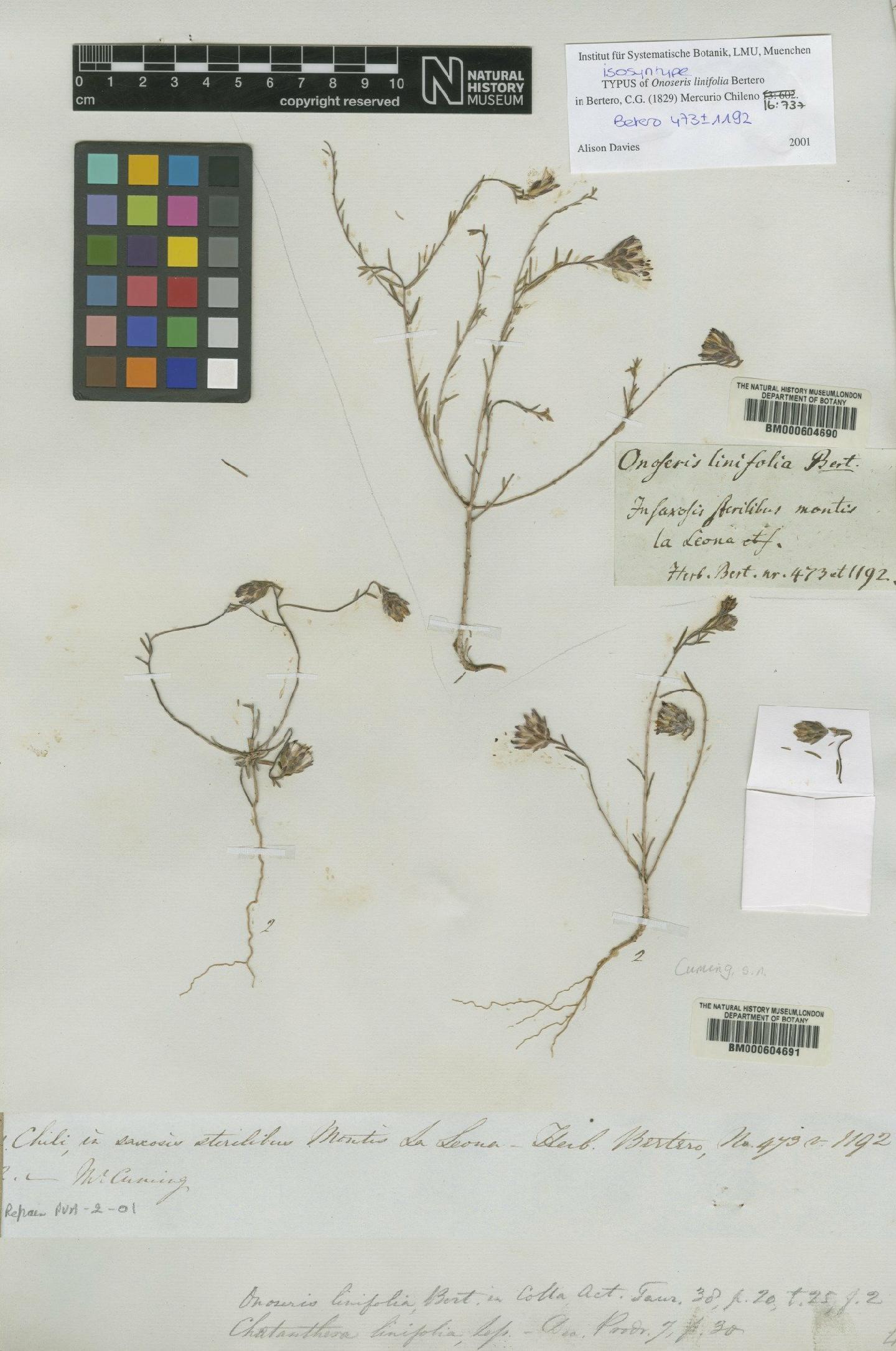 To NHMUK collection (Chaetanthera linifolia Bertero ex Less.; Isosyntype; NHMUK:ecatalogue:4683092)